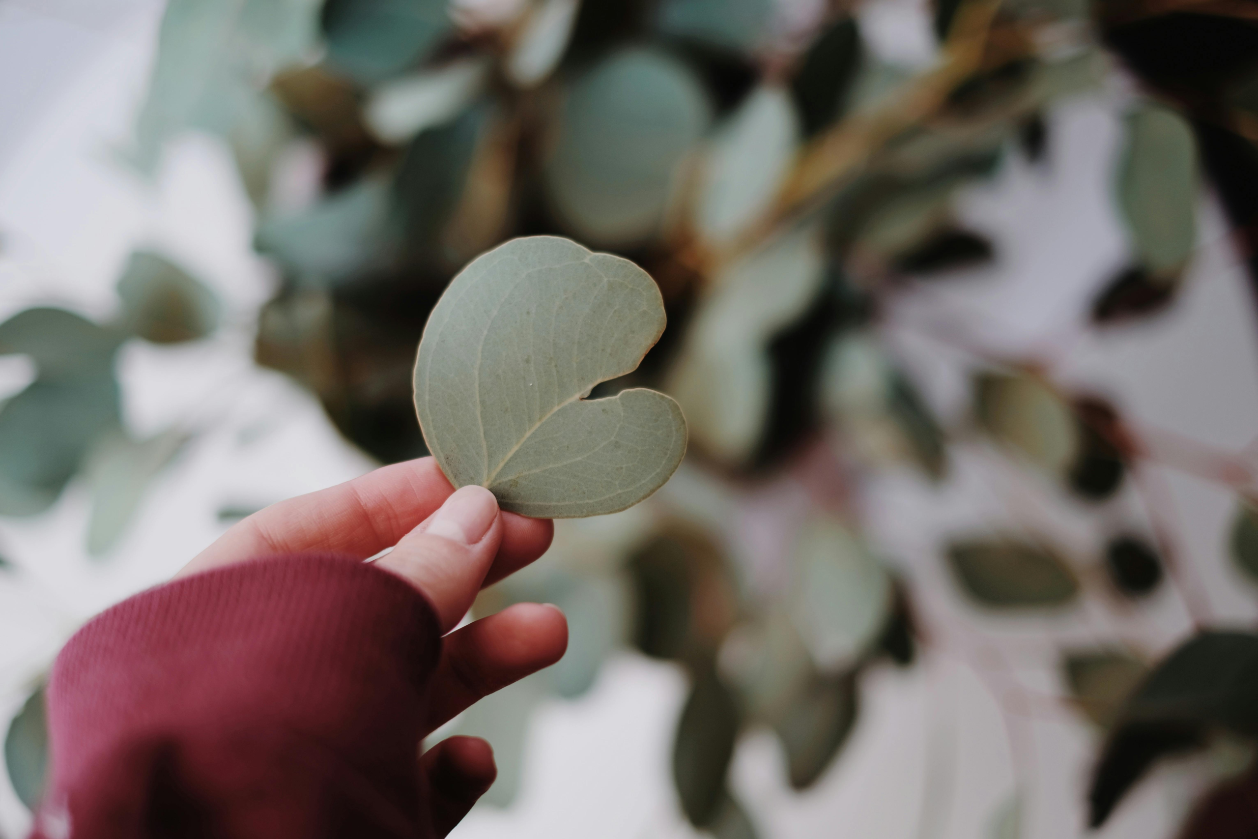 The Eucalyptus Tragedy